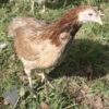 Rumpless Araucana Chicken Salmon