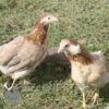 Rumpless Araucana Chicken Salmon
