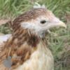 Rumpless Araucana Chicken Salmon