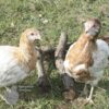 Rumpless Araucana Salmon & White