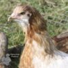 Rumpless Araucana Salmon & White