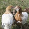 Rumpless Araucana Salmon & White