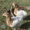 Rumpless Araucana Salmon & White