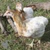 Rumpless Araucana Salmon & White