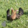 Bantam ​Ardennaise Hen Gold Barred