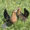 Bantam ​Ardennaise Hen Gold Barred