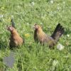 Bantam ​Ardennaise Hen Gold Barred