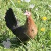 Bantam ​Ardennaise Hen Gold Barred