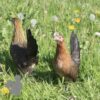 Bantam ​Ardennaise Hen Gold Barred