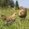 Bantam Pencilled Wyandotte Chicken Gold Pencilled