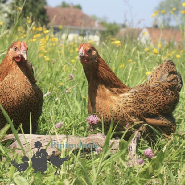 Bantam Wyandotte Chicken Partridge Pencilled