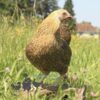 Bantam Pencilled Wyandotte Chicken Gold Pencilled
