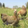 Bantam Pencilled Wyandotte Chicken Gold Pencilled