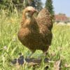 Bantam Pencilled Wyandotte Chicken Gold Pencilled
