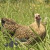 Bantam Pencilled Wyandotte Chicken Gold Pencilled