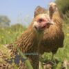 Bantam Pencilled Wyandotte Chicken Gold Pencilled