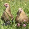 Bantam Pencilled Wyandotte Chicken Gold Pencilled
