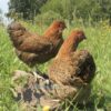 Bantam Pencilled Wyandotte Chicken Partridge