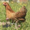 Bantam Pencilled Wyandotte Chicken Partridge
