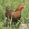 Bantam Pencilled Wyandotte Chicken Partridge