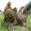 Bantam Brahma Chicken Gold Partridge