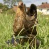 Bantam Brahma Chicken Gold Partridge