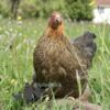 Bantam Brahma Chicken Gold Partridge