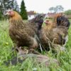 Bantam Brahma Chicken Gold Partridge