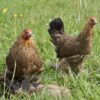 Bantam Brahma Chicken Gold Partridge