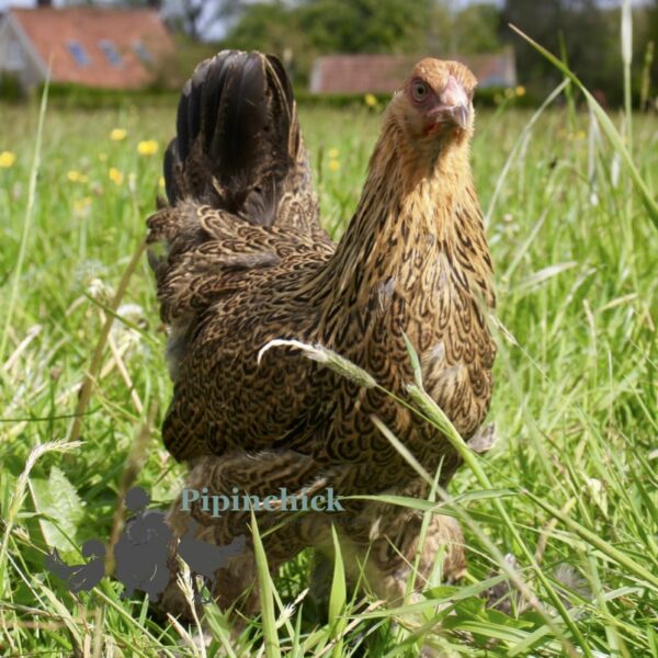 Bantam Brahma Chicken Gold Partridge