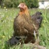 Bantam Brahma Chicken Gold Partridge
