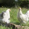 Bantam Brahma Chicken Isabella