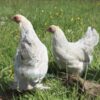 Bantam Brahma Chicken Isabella