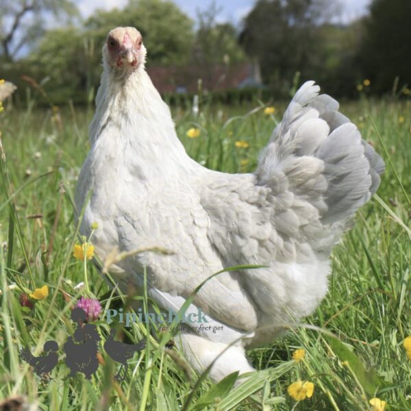 Bantam Brahma Chicken Isabella