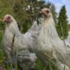 Bantam Brahma Chicken Isabella