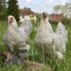 Bantam Brahma Chicken Isabella