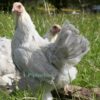 Bantam Brahma Chicken Isabella