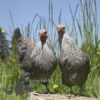 Bantam Pencilled Wyandotte Chicken Silver