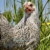 Bantam Pencilled Wyandotte Chicken Silver