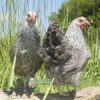 Bantam Pencilled Wyandotte Chicken Silver