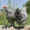 Bantam Pencilled Wyandotte Chicken Silver