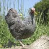 Bantam Pencilled Wyandotte Chicken Silver