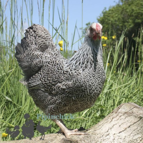 Bantam Wyandotte Chicken Silver Pencilled