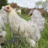 Bantam Brahma Chicken Isabella