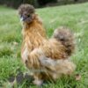 ​Bearded Silkie Chicken, Amber