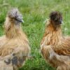​Bearded Silkie Chicken, Amber