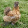 ​Bearded Silkie Chicken, Amber