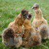​Bearded Silkie Chicken, Amber