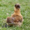 ​Bearded Silkie Chicken, Amber