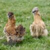 ​Bearded Silkie Chicken, Amber
